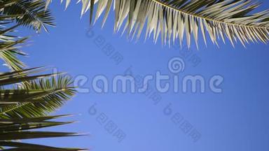 绿色的棕榈叶在阳光和蓝天的背景下随风<strong>飘</strong>扬。 Pro Res的4k<strong>视频</strong>